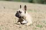 BOULEDOGUE FRANCAIS 352